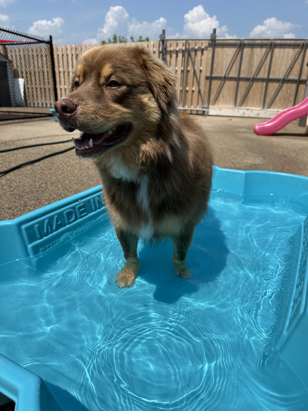 bark-avenue-daycamp-bartlett-il-best-dog-daycare-11