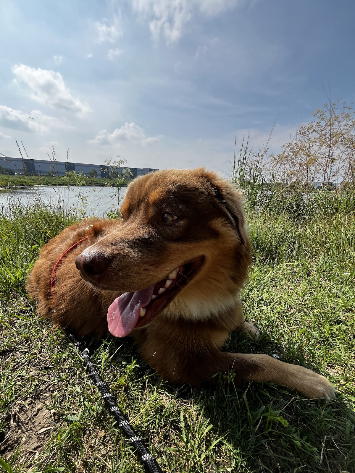 bark-avenue-daycamp-bartlett-il-best-dog-daycare-12