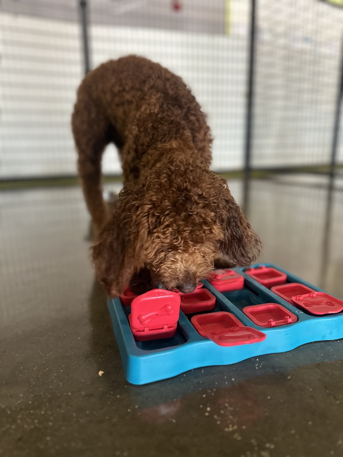 bark-avenue-daycamp-bartlett-il-best-dog-daycare-13