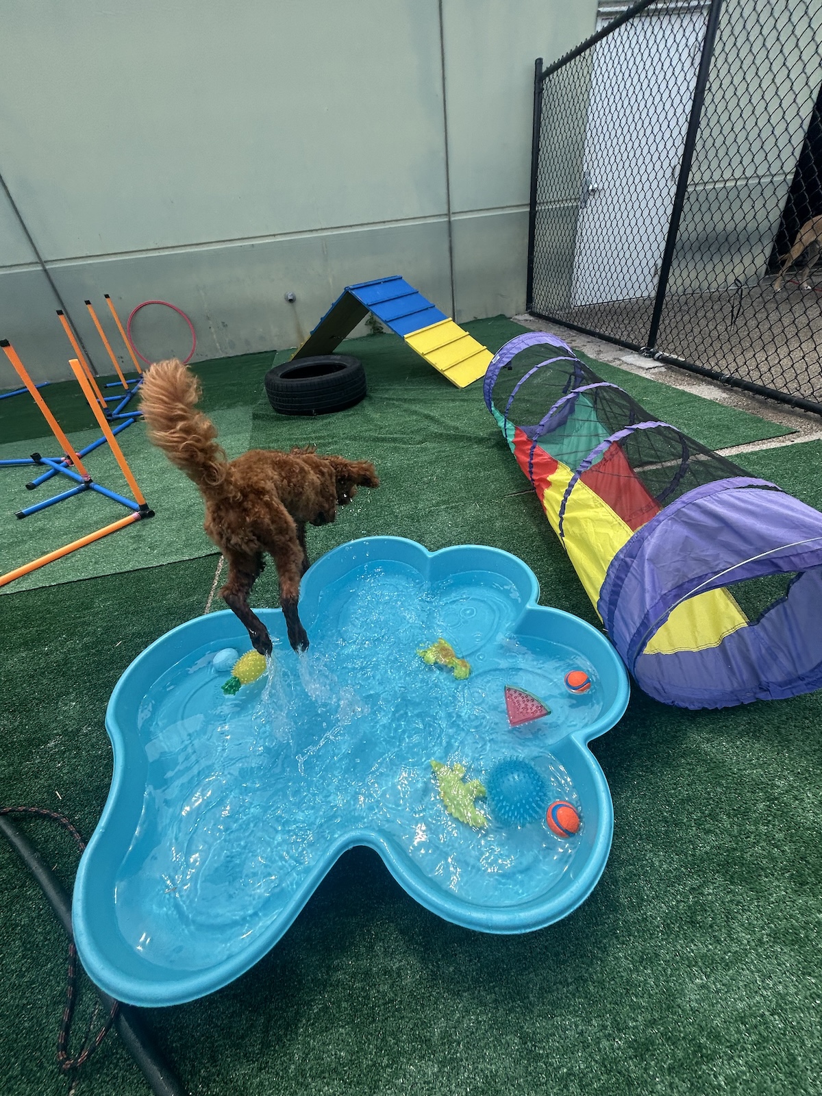 bark-avenue-daycamp-bartlett-il-best-dog-daycare-15
