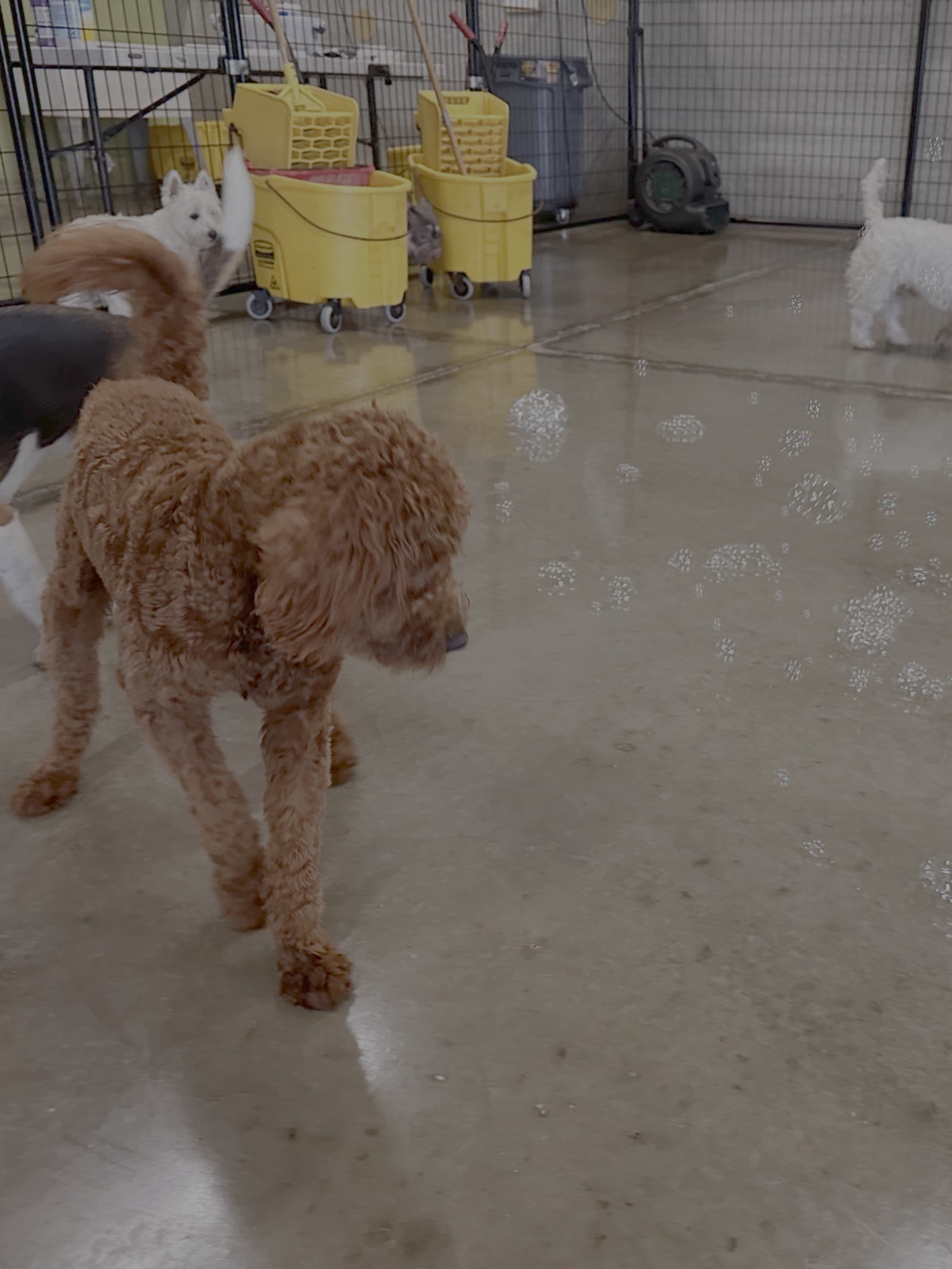 bark-avenue-daycamp-bartlett-il-best-dog-daycare-17