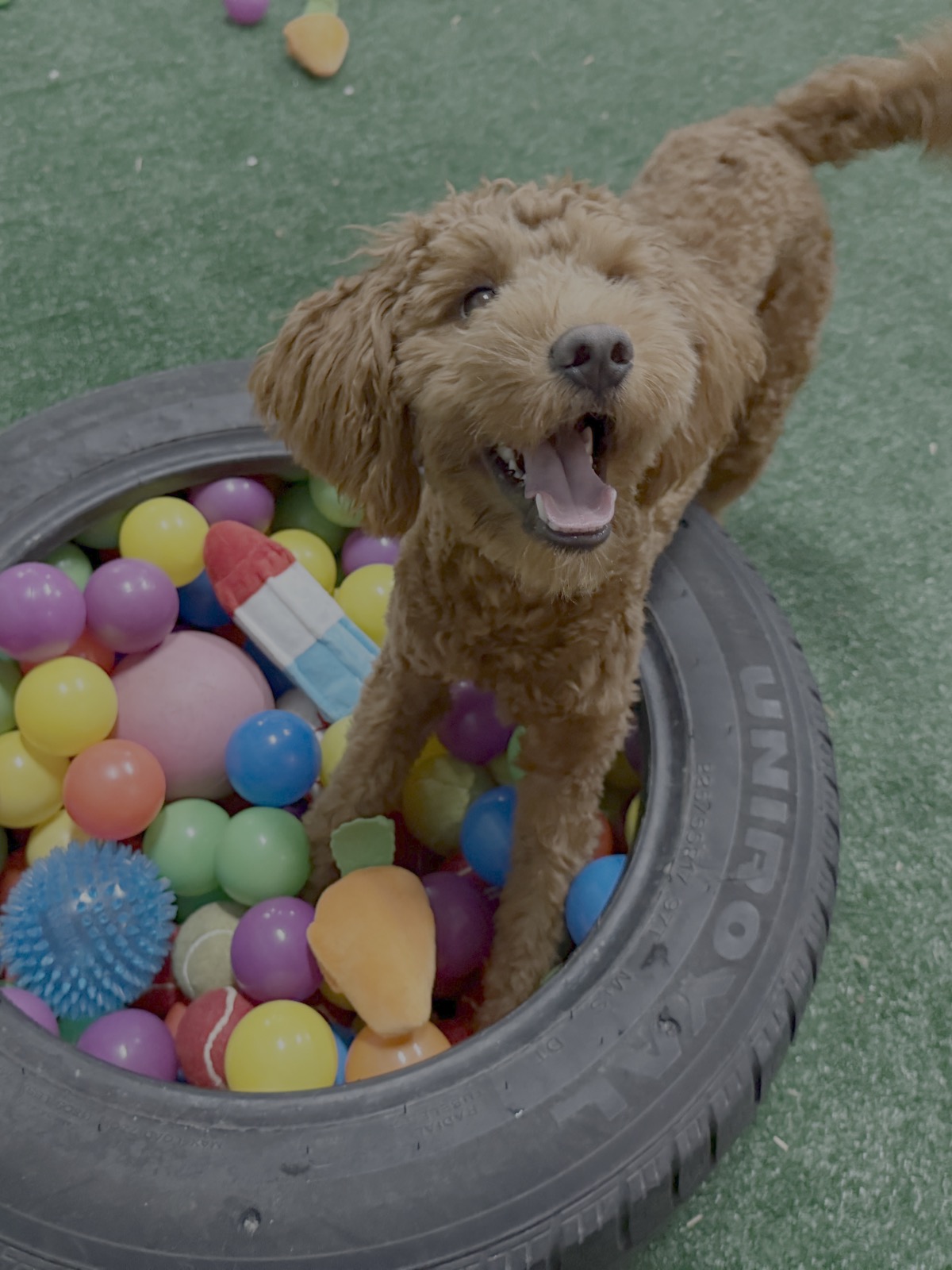 bark-avenue-daycamp-bartlett-il-best-dog-daycare-18