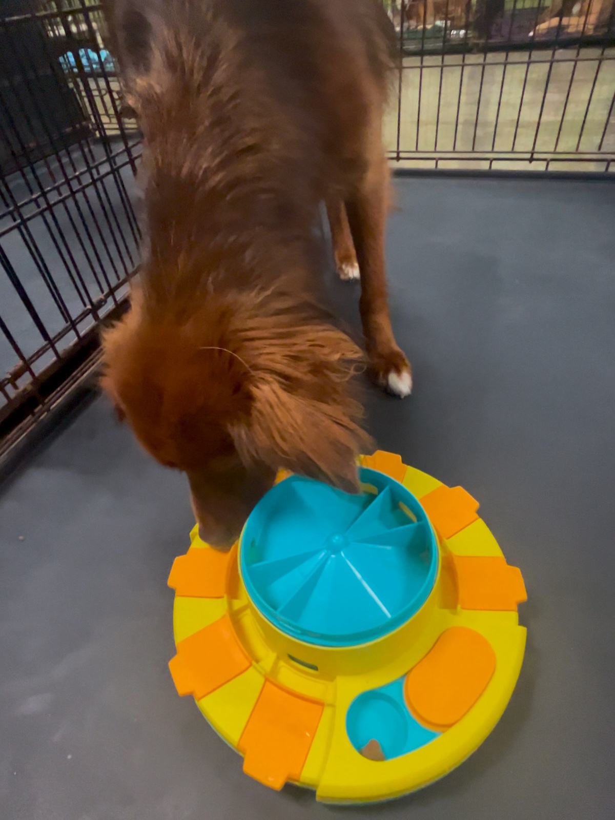 bark-avenue-daycamp-bartlett-il-best-dog-daycare-6