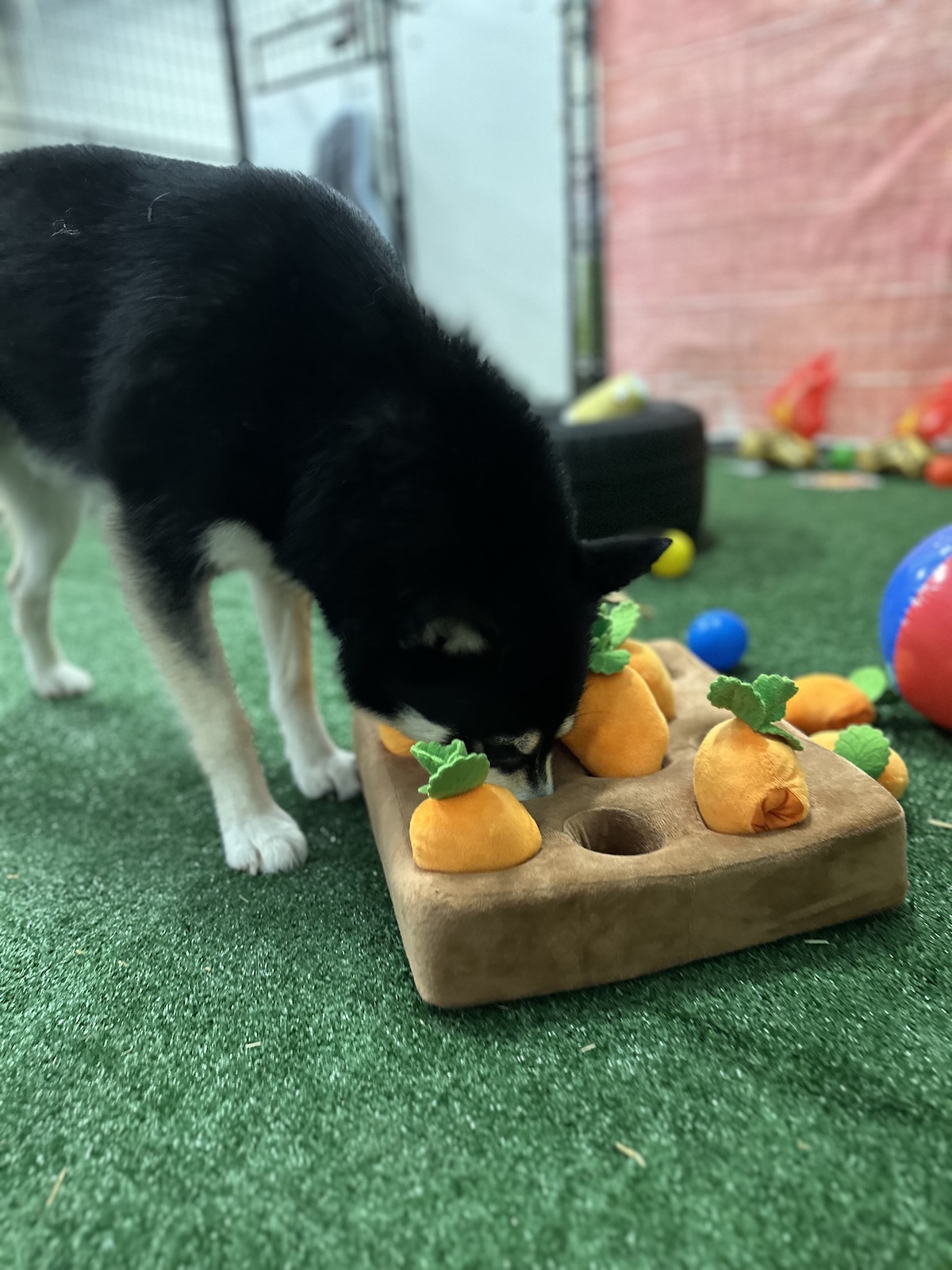 bark-avenue-daycamp-bartlett-il-best-dog-daycare-5