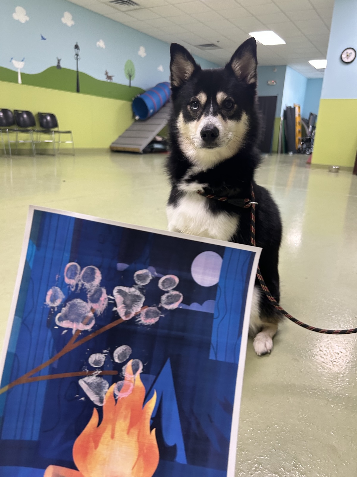 bark-avenue-daycamp-bartlett-il-best-dog-daycare-6