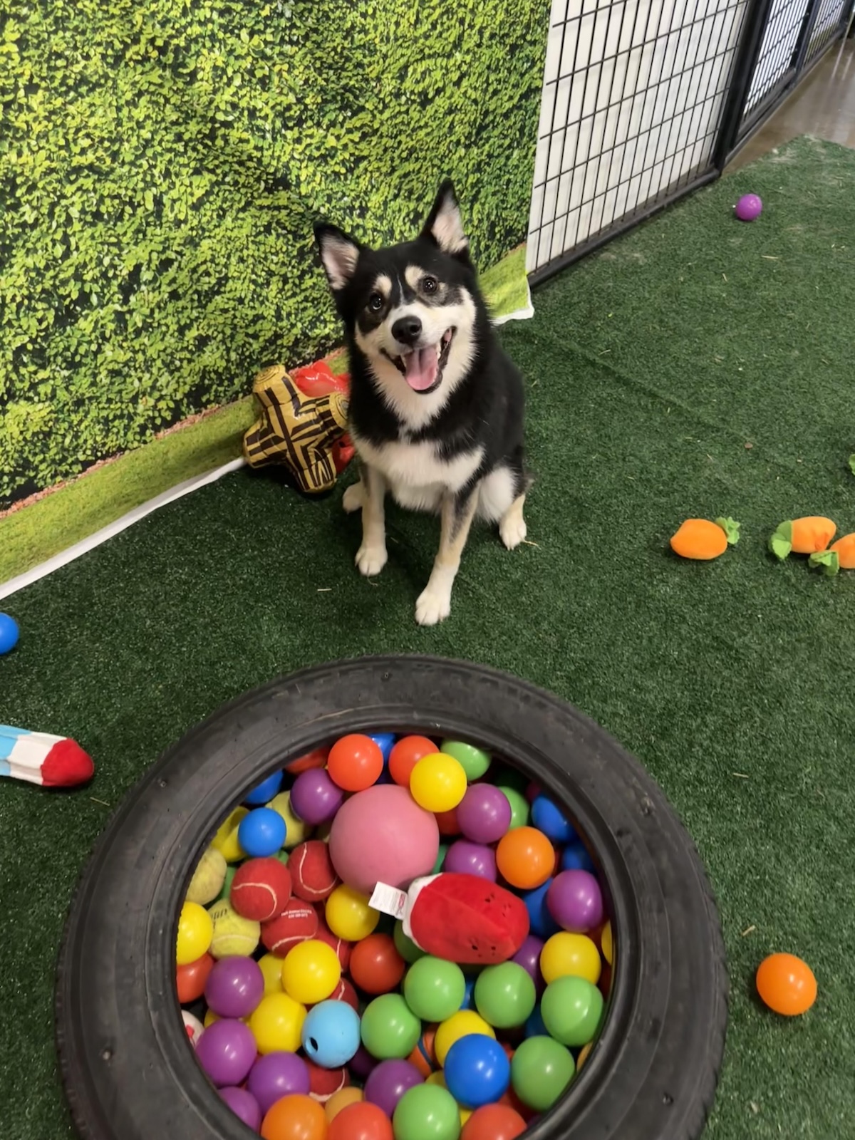 bark-avenue-daycamp-bartlett-il-best-dog-daycare-7