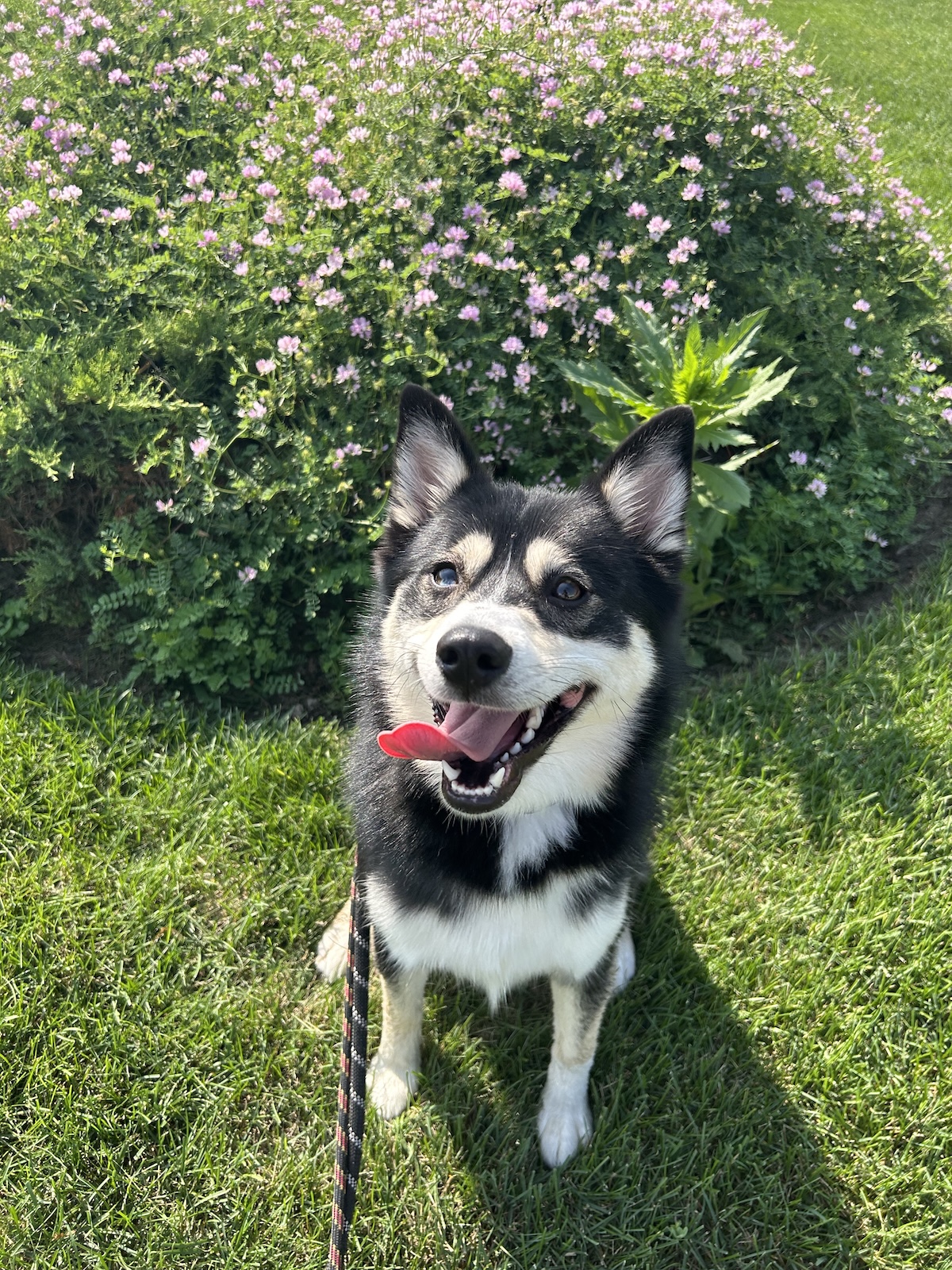 bark-avenue-daycamp-bartlett-il-best-dog-daycare-8