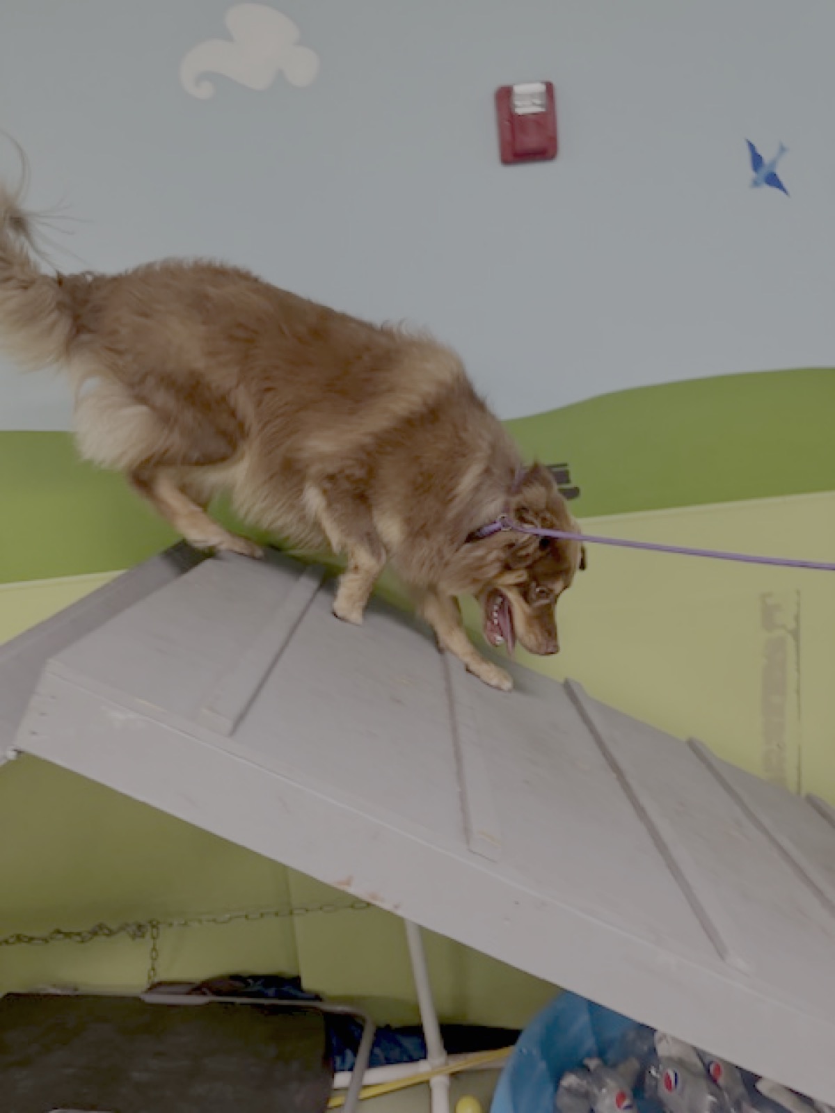 bark-avenue-daycamp-bartlett-il-best-dog-daycare-9