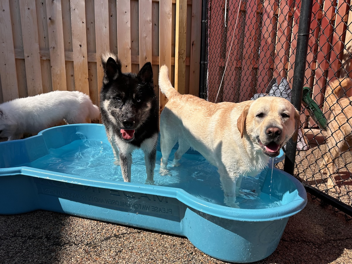 bark-avenue-daycamp-best-dog-daycare-bartlett-illinois-2