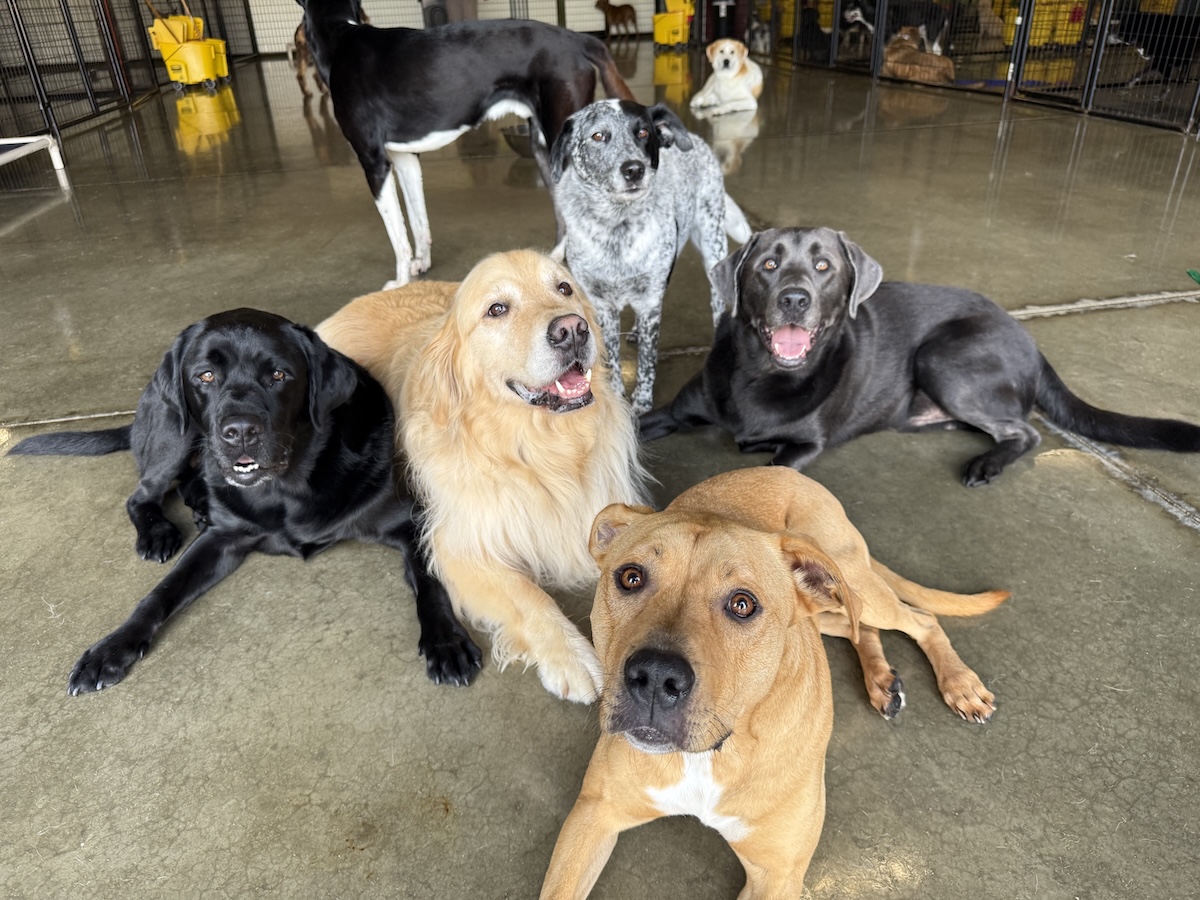 bark-avenue-daycamp-best-dog-daycare-bartlett-illinois-4