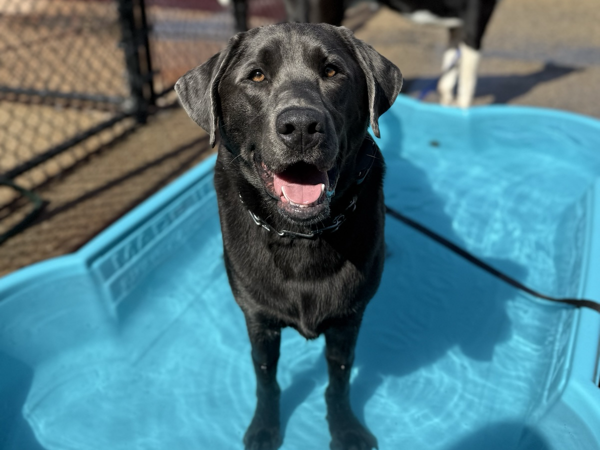 bark-avenue-daycamp-best-dog-daycare-bartlett-illinois-5