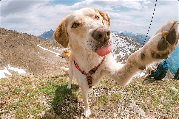 training-transitions-maintaining-skills-after-board-and-train-and-doggie-daycare