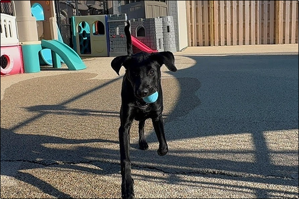 training-transitions-maintaining-skills-after-board-and-train-and-doggie-daycare-2