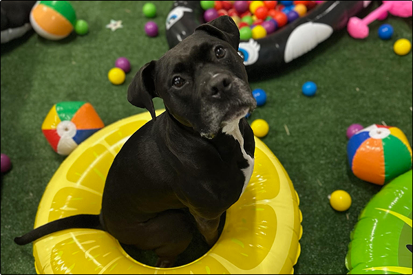 training-transitions-maintaining-skills-after-board-and-train-and-doggie-daycare-3