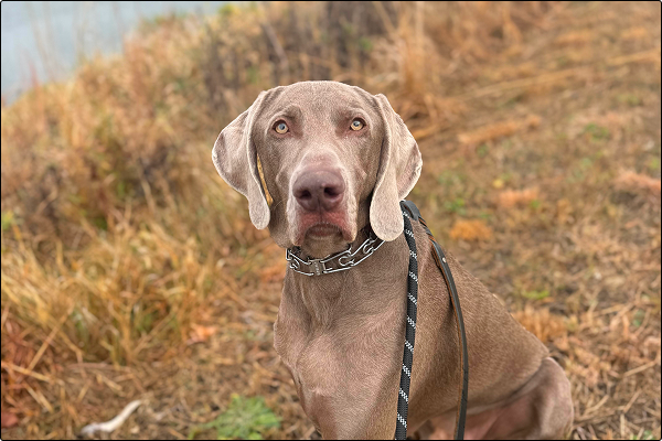 training-transitions-maintaining-skills-after-board-and-train-and-doggie-daycare-1