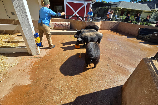 learning-laughing-and-enriching-our-doggie-daycare-teams-trip-to-cosley-zoo-5