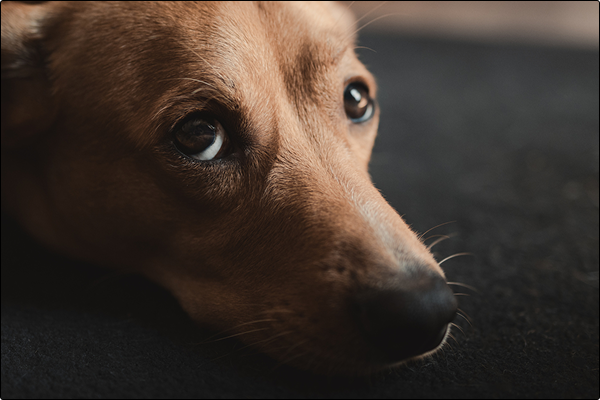 separation-anxiety-how-dog-boarders-and-doggie-daycare-in-st-charles-hoffman-estates-and-schaumburg-il-can-help-and-what-you-can-do-at-home-2