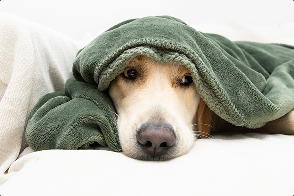 separation-anxiety-how-dog-boarders-and-doggie-daycare-in-st-charles-hoffman-estates-and-schaumburg-il-can-help-and-what-you-can-do-at-home