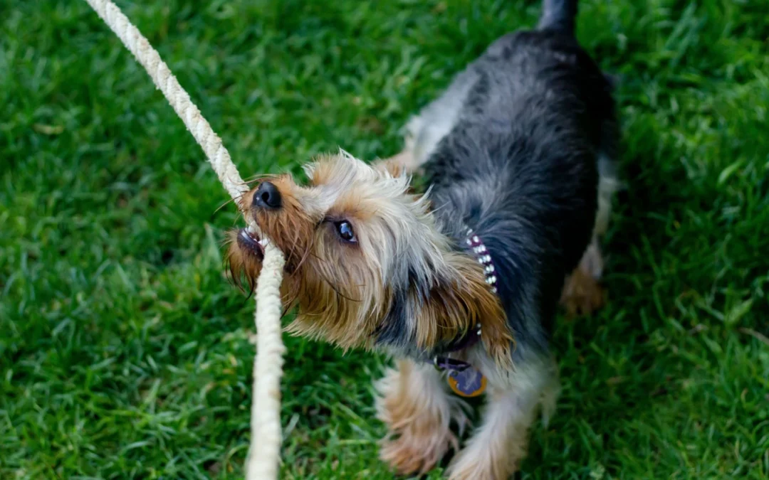 What Really Happens During Canine Enrichment (and Why It’s So Good for Your Dog)