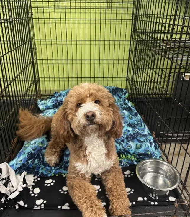 bark-avenue-daycamp-bartlett-il-best-dog-daycare-13