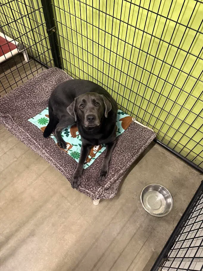 bark-avenue-daycamp-bartlett-il-best-dog-daycare-17