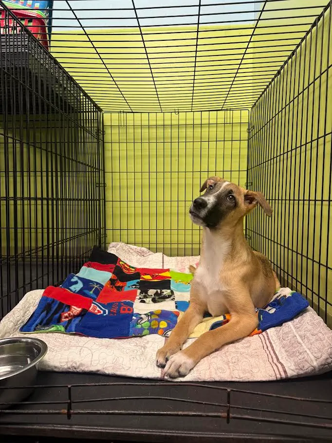 bark-avenue-daycamp-best-dog-daycare-bartlett-illinois-2