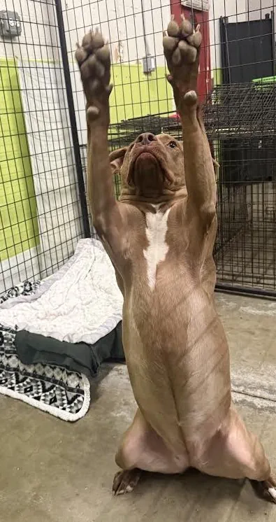 bark-avenue-daycamp-bartlett-il-best-dog-daycare-15