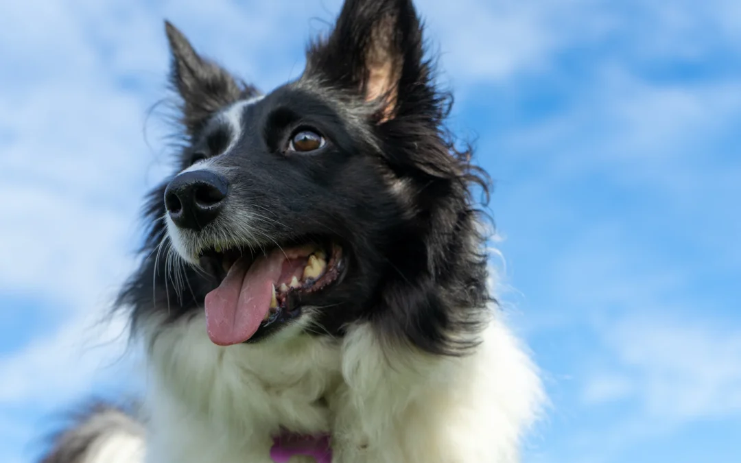 Measuring Success: 5 Metrics We Use to Evaluate Dog Well-Being During Boarding and Daycare