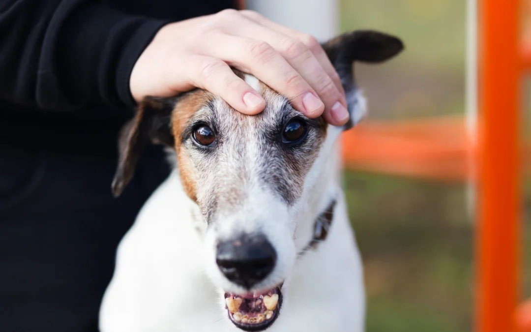 A Day in the Life at Daycamp: Behind the Scenes of Canine Enrichment & Play