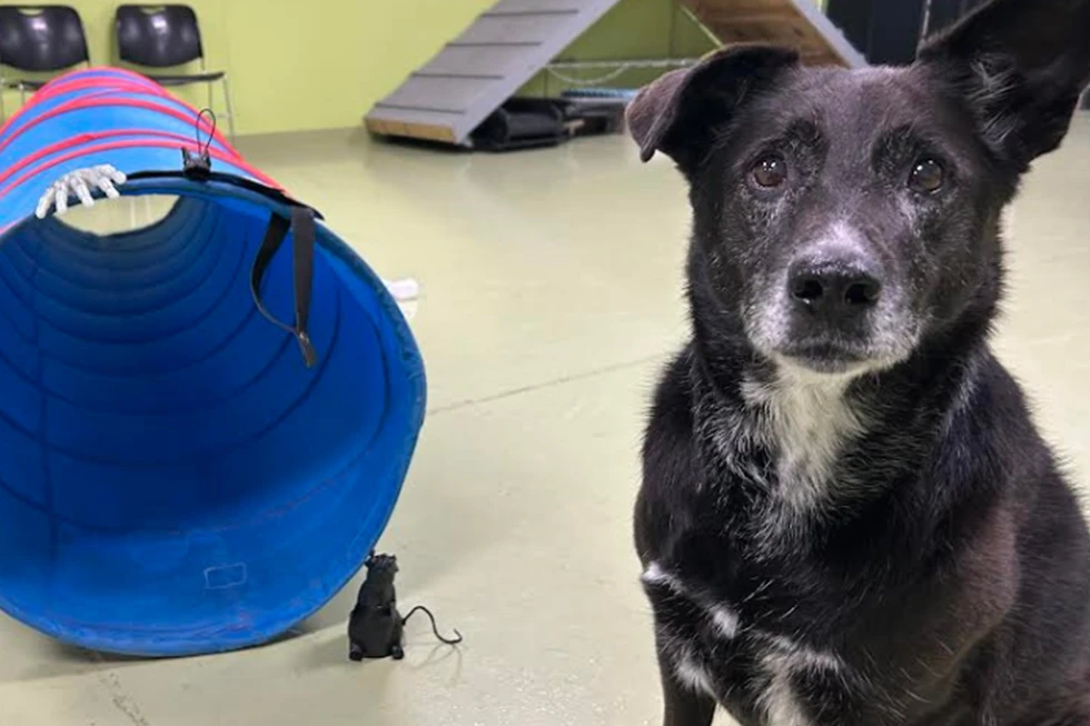 Senior Dog Daycamp: How We Adapt Activities & Care for Older Dogs